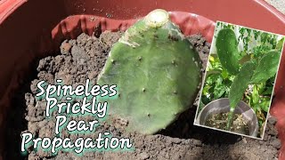 How to propagate Spineless Prickly Pear Cactus Opuntia ficus indica by Cutting Method [upl. by Htrag]