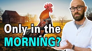 Why Do Roosters Crow in the Morning [upl. by Ynnot]