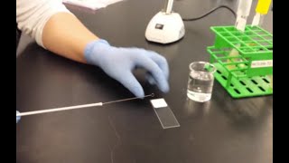 Bacterial smear preparation [upl. by Madalyn]