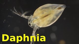 Daphnia [upl. by Eelyah20]