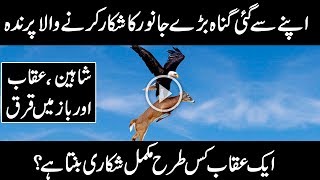 MOST AMAZING FACTS ABOUT EAGLE  SHAHEEN URDU DOCUMENTARY ON UQAAB  Urdu Cover [upl. by Gilmer]