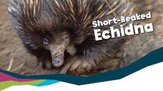 Keeper Talk  ShortBeaked Echidna [upl. by Aleafar]