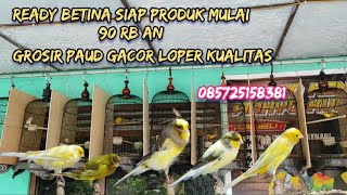 GROSIR KENARI TURUN HARGA  BETINA BIG2 STOK MELIMPAH [upl. by Roxanna988]