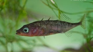 3 spined stickleback Gasterosteus aculeatus Underwater UK [upl. by Sedberry]