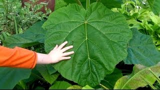 Pruning The Paulownia For Monster Jungle Leaves [upl. by Balas304]