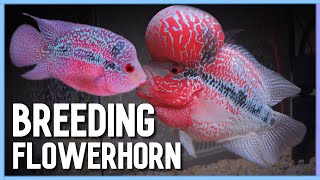 Easy way to Successfully Breed Flowerhorn in Aquarium [upl. by Nedyrb764]