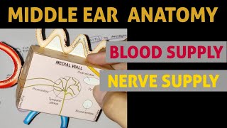 How the ear works  Bupa Health [upl. by Iramat567]