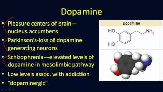 Neurotransmitters Overview [upl. by Efal]