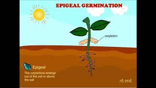 Types of Germination you tube com [upl. by Mccord]