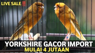 LIVE SALE‼️YORKSHIRE GACOR BANYAK PILIHAN HARGA PELAJAR [upl. by Duleba80]