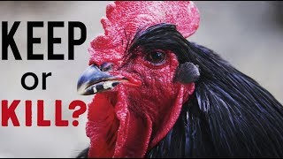 Roosters Should You Keep Them Process Them What To Do [upl. by Wardle268]