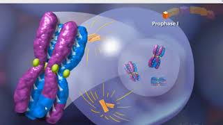 Meiosis animation [upl. by Linn]