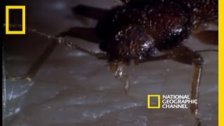 Bed Bugs  National Geographic [upl. by Barlow928]