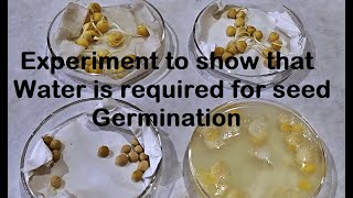 Water is required for Germination Experiment [upl. by Ttezil]