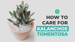 How to care for Panda Plant  Chocolate Soldier  Kalanchoe Tomentosa [upl. by Illil157]