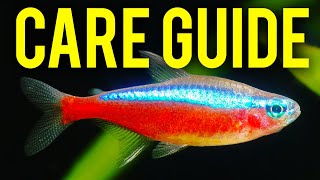 Cardinal Tetra Care Guide  How to Tell Cardinal Tetras amp Neon Tetras Apart [upl. by Illak]