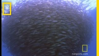 Bluefin Tuna Eat Bait Ball  National Geographic [upl. by Eednak]