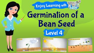 Seed Germination For Kids  Science  Grade 3 amp 4  TutWay [upl. by Frasquito]