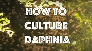 How To Culture Daphnia Magna [upl. by Pinter253]