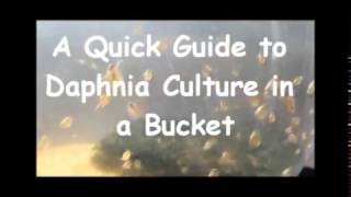 How to culture daphnia outside [upl. by Nairda512]