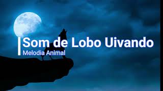 Som de Lobo Uivando [upl. by Molohs]