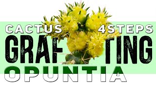 Grafting Cactus on Opuntia in 4 steps  Demos and 100 Results  Aftercare guidelines [upl. by Aihtenak]