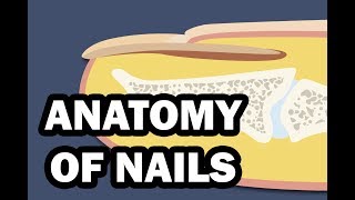 INTEGUMENTARY SYSTEM YOUR NAILS [upl. by Addy]