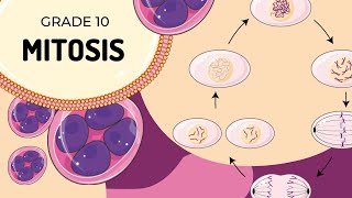 Mitosis [upl. by Missi]