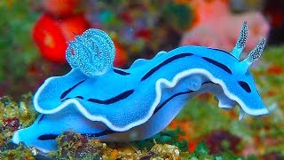 19 INCREDIBLY Colorful Sea Creatures [upl. by Leunam]