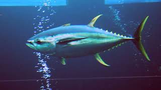 Facts The Yellowfin Tuna [upl. by Ennaylime]