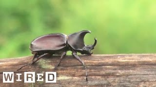 The Biggest Bro of the Insect Kingdom The Rhino Beetle  WIRED [upl. by Akimrehs991]