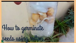 How to germinate seed using cotton balls  kids science activity [upl. by Esinrahc]