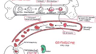 Haematology  Red Blood Cell Life Cycle [upl. by Breger]