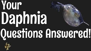 Daphnia Questions Answered [upl. by Iteerp]