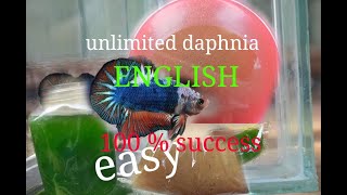 daphnia moina culture Easy way Unlimited production English  with sub Green water Chlorella [upl. by Ardnassela472]