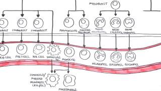 An introduction to Haematopoesis [upl. by Ahsuoj]