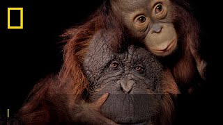 Save Together  Endangered Species Day  National Geographic UK [upl. by Cope]