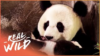 Saving The Endangered Giant Panda  Panda Nursery  Real Wild [upl. by Oremodlab]