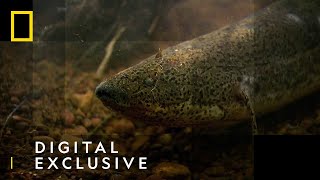 The African Lungfish  National Geographic UK [upl. by Romalda77]