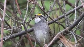 This Bird Song Went Viral [upl. by Beghtol]