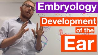 Development of the Ear  Embryology [upl. by Jasmina]