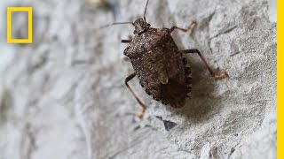 Fighting the Invasive Stinkbug  National Geographic [upl. by Atnohsal146]