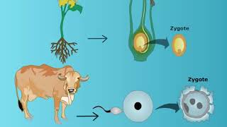 Sexual Reproduction in Plants and Animals [upl. by Rosina542]