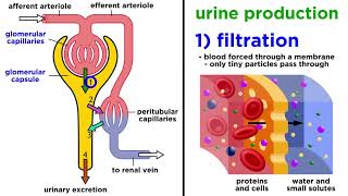 The Urinary System [upl. by Ntisuj707]