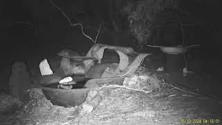 More Echidna Tachyglossus aculeatus footage drinking from our morning bird hide water point [upl. by Nirhtak562]