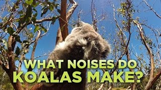 What Noises Do Koalas Make [upl. by Einaej]