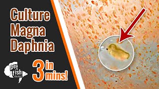 How to culture DAPHNIA MAGNA  The easy way [upl. by Royo]