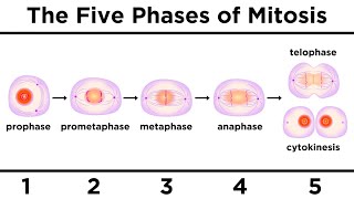 Mitosis How One Cell Becomes Two [upl. by Fulvia]