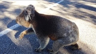 Koala On A Gum Crawl Makes A Scary Noise [upl. by Notse]