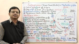 Diabetes Mellitus Part10 Mechanism of Action of Sulfonylurease  Antidiabetic Drugs  Diabetes [upl. by Aidnama935]